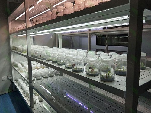 石河子植物组织培养实验室设计建设方案